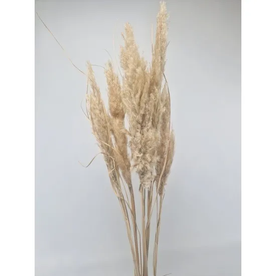 pampas naturel +/-80cm 5pcs