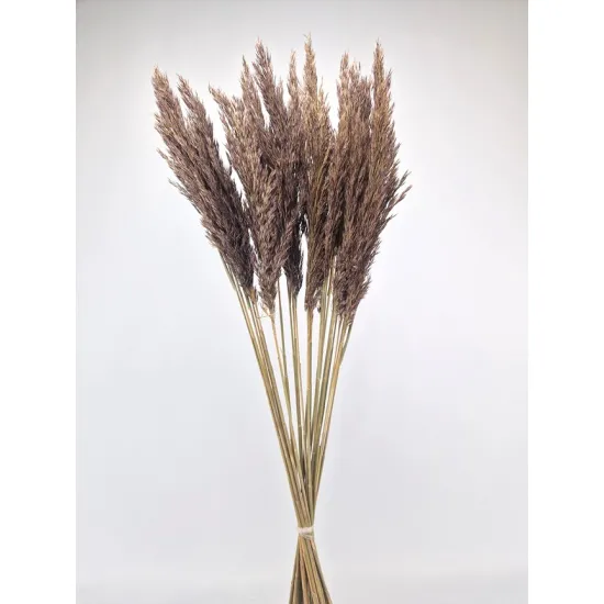 pampas spray foncé naturel
