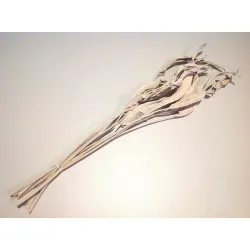 Strelitzia lang white wash 10st