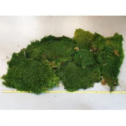 Mousse stabilisee vert +/-500gr - 1ier qualité