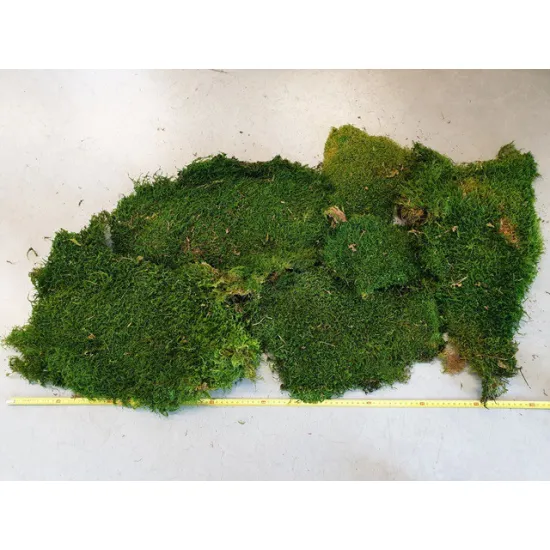 Preserved moss green +/-500gr – first choice