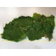 Preserved moss green +/-500gr – first choice