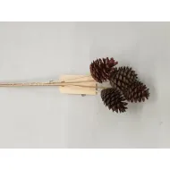 Austrian on stick 40cm (pinus nigra)  5pcs