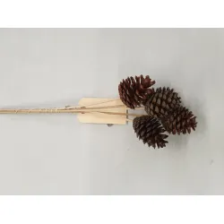 Austrian on stick 40cm (pinus nigra)  5pcs