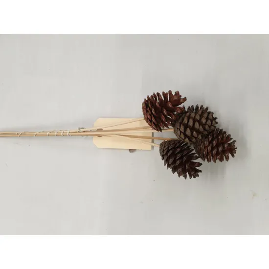 Austriaca sur tige 40cm (pinus nigra) gebleekt 5pcs