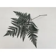 Fougère grande vert stabilise 10pcs
