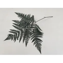 Bracken preserved green 10pcs