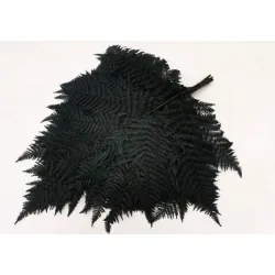 Bracken preserved green 10pcs