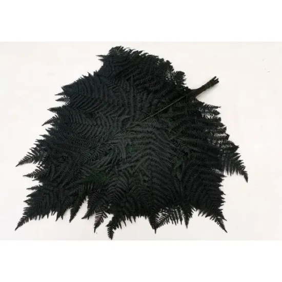 Bracken preserved green 10pcs