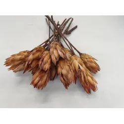 Protea repens cream 15pcs