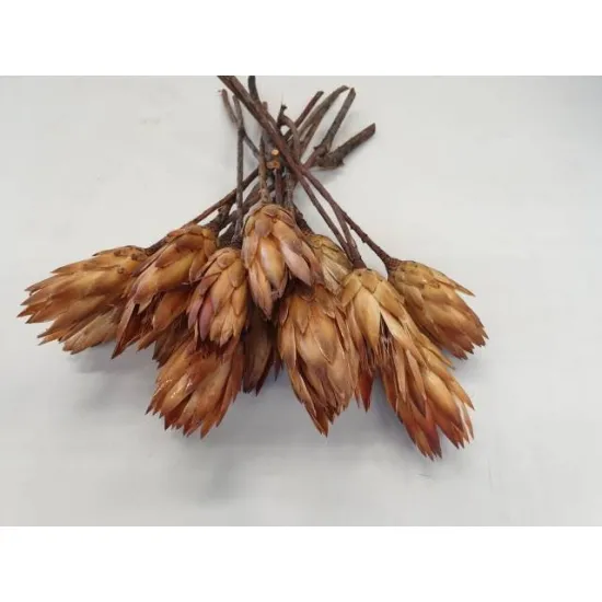 Protea repens cream 15pcs
