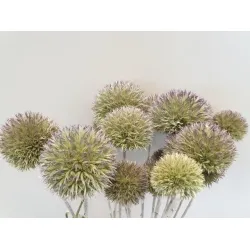 Echinops wild natural 50cm
