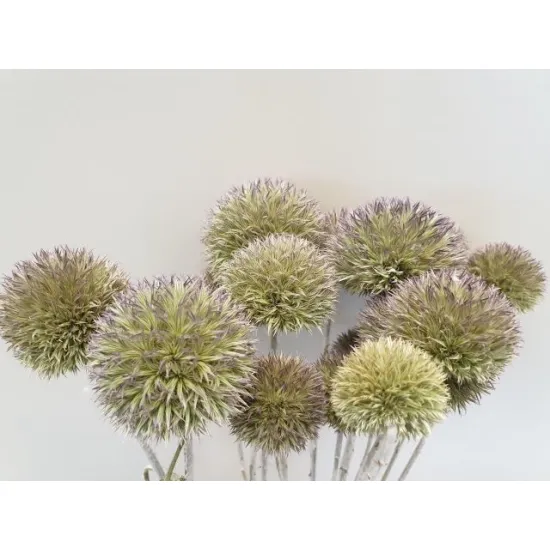 Echinops wild naturel 50cm