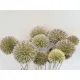 Echinops wild naturel 50cm