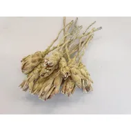 Protea compacta frosted green 15st