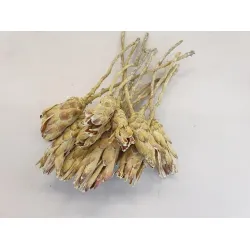 Protea compacta frosted green 15pcs