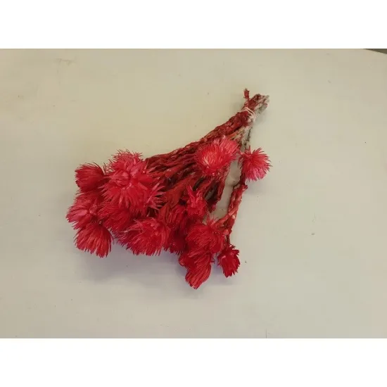 Capblumen large 30cm rood  +/-50gr