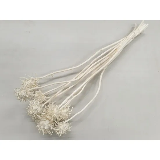 Cardoon flower bleached 10pcs