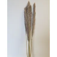 Cane arundo natural +/-110cm 5pcs