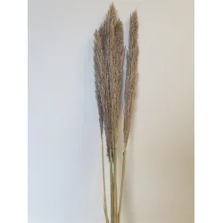 Cane arundo naturel +/-110cm 5pcs