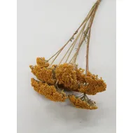 Achillea parker naturel (10pcs)