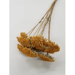 Achillea parker naturel (10pcs)