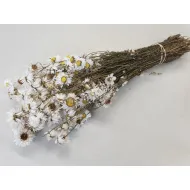 Acroclineum blanc naturel