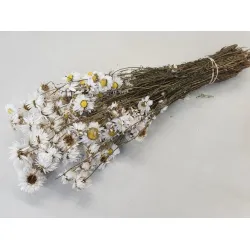 Acroclineum blanc naturel