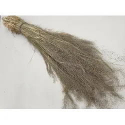 Agrostis nebulosa cloud grass +/-100gr