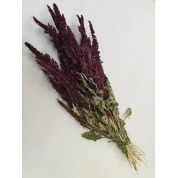 Amaranthus  bordeaux naturel