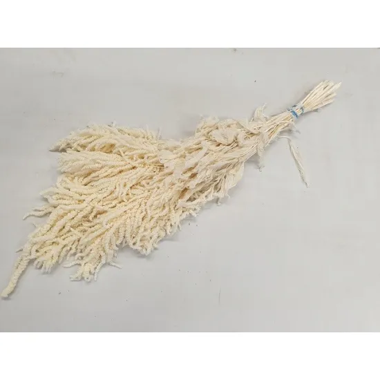 Amaranthus caudatus preserved bleached