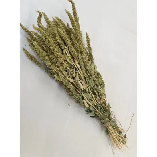 Amaranthus  vert naturel