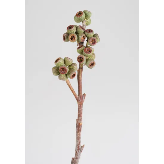 Ambernut branch naturel 100st