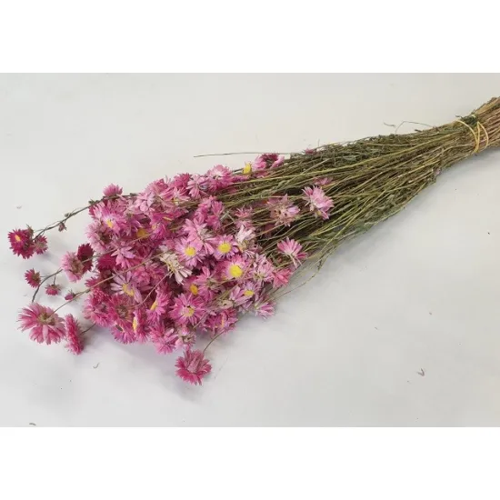 Acroclineum pink natural