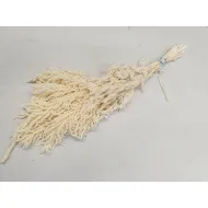 Amaranthus caudatus stabilise blanchi