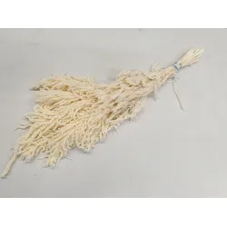 Amaranthus caudatus stabilise blanchi