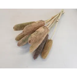 Babala naturel 55cm 10pcs