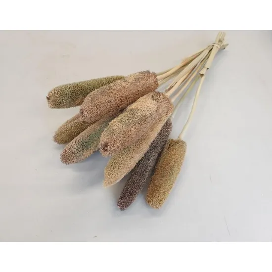 Babala naturel 55cm 10st