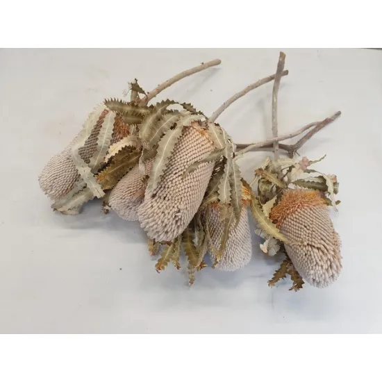 Banksia prionote naturel 5st
