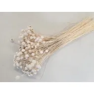 Botao branco blanchi +/-100gr