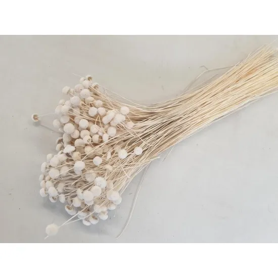 Botao branco gebleekt +/-100gr
