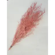 Brizonne powder pink