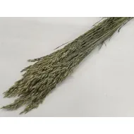 Bromus secalinus naturel