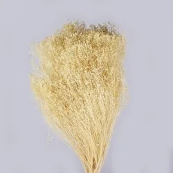 Broom bloom blanchi +/-100gr