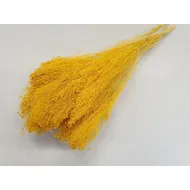 Broom bloom jaune +/-100gr