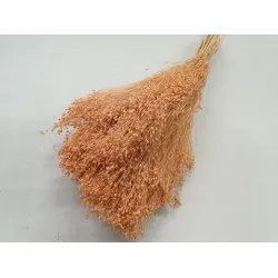 Broom bloom melone +/-100gr