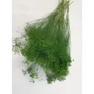 Broom bloom moss green +/-100gr