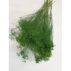 Broom bloom vert fonce +/-100gr