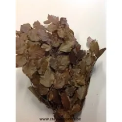 Beech preserved (stabilized) brown