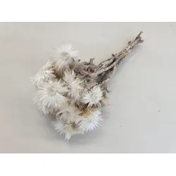 Capblumen large 30cm naturel  +/-50gr